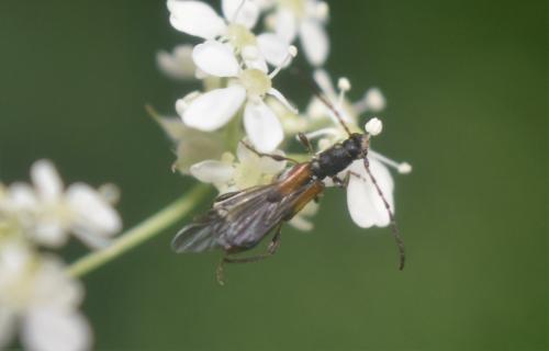 Dolocerus reichii